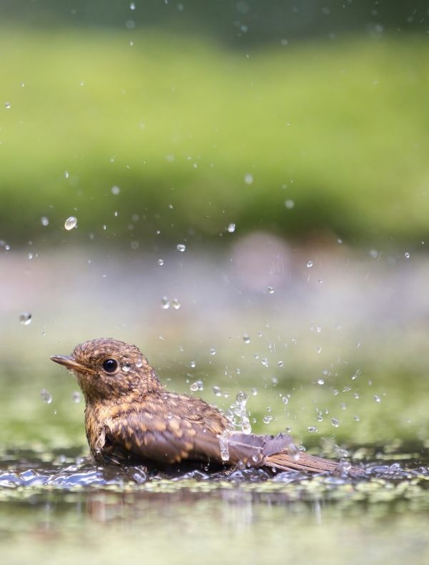 JONGE ROODBORST