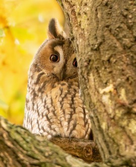 FOTO VAN DE MAAND