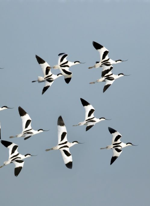 7-8 MEI OP TEXEL