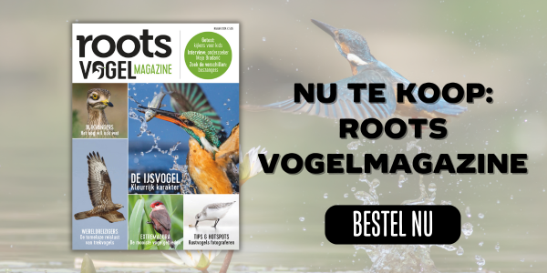 Roots